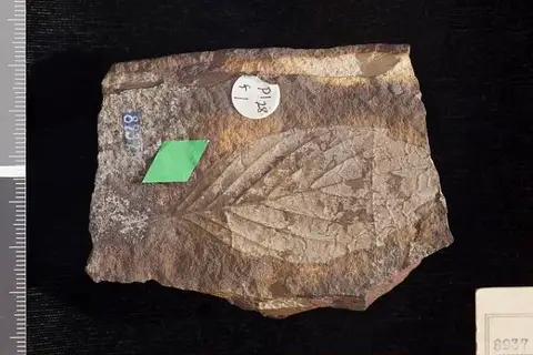 Dokumentasi USNM P8937 dengan identifikasi pada sumber Cornus newberryi. Isi dan label gambar dipertahankan.