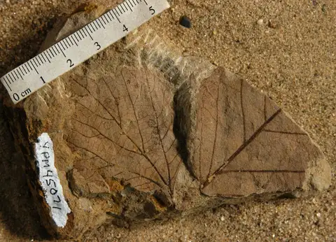 Dokumentasi YPM PB 045071 dengan identifikasi pada sumber Platanites marginata. Isi dan label gambar dipertahankan.