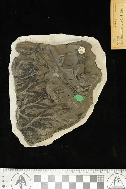 Dokumentasi USNM P33928 dengan identifikasi pada sumber Marchantia pealei. Isi dan label gambar dipertahankan.