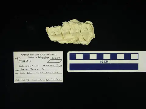 Dokumentasi YPM VP 024229 dengan identifikasi pada sumber Caenolophus promissus. Isi dan label gambar dipertahankan.
