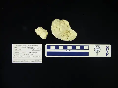 Dokumentasi YPM VP 024228 dengan identifikasi pada sumber Caenolophus obliquus. Isi dan label gambar dipertahankan.