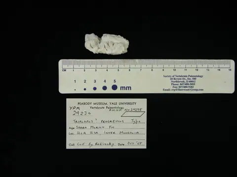 Dokumentasi YPM VP 024230 dengan identifikasi pada sumber Caenolophus progressus. Isi dan label gambar dipertahankan.