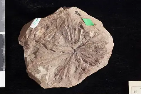 Dokumentasi USNM P46 dengan identifikasi pada sumber Cabomba inermis. Isi dan label gambar dipertahankan.
