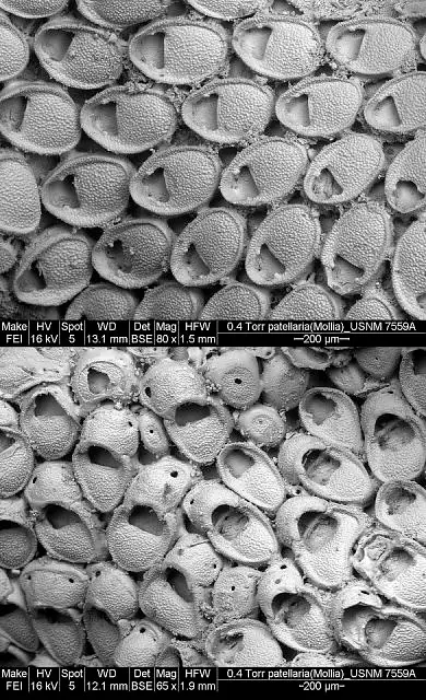 Dokumentasi USNM RB7559 dengan identifikasi pada sumber Mollia patellaria. Isi dan label gambar dipertahankan.