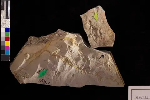 Dokumentasi USNM PAL341121 dengan identifikasi pada sumber Sparganium antiquum. Isi dan label gambar dipertahankan.