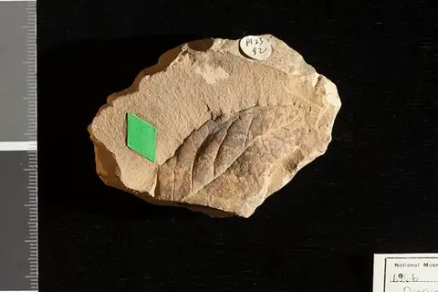 Dokumentasi USNM P6966 dengan identifikasi pada sumber Quercus sullyi. Isi dan label gambar dipertahankan.