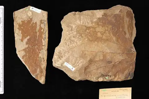 Dokumentasi USNM P37796A dengan identifikasi pada sumber Paleonelumbo macroloba. Isi dan label gambar dipertahankan.