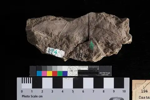Dokumentasi USNM P194 dengan identifikasi pada sumber Castanea intermedia. Isi dan label gambar dipertahankan.