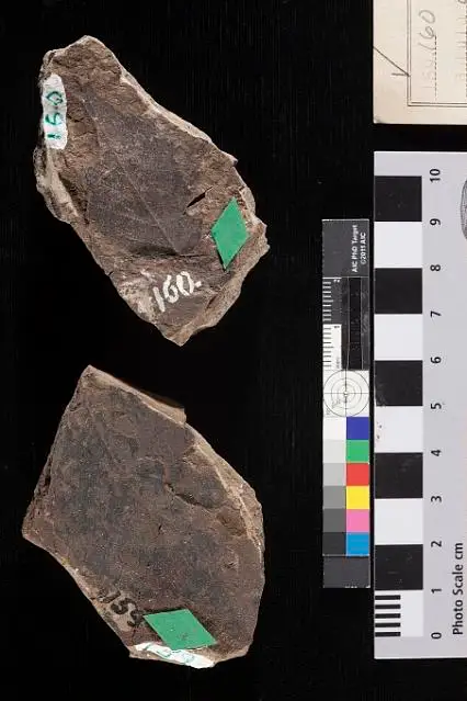 Dokumentasi USNM P159 dengan identifikasi pada sumber Betula goepperti. Isi dan label gambar dipertahankan.