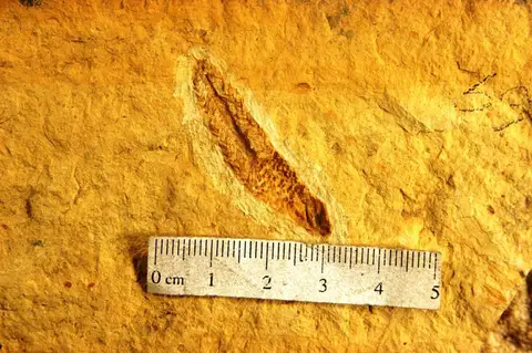Dokumentasi YPM PB 029045 dengan identifikasi pada sumber Corylus insignis. Isi dan label gambar dipertahankan.