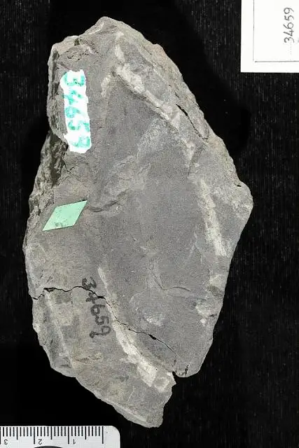 Dokumentasi USNM P34659 dengan identifikasi pada sumber Prunus coloradensis. Isi dan label gambar dipertahankan.