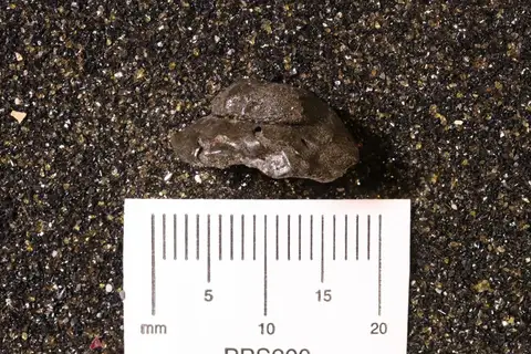 Dokumentasi YPM IP 458508 dengan identifikasi pada sumber Endoptygma umbilicata. Isi dan label gambar dipertahankan.
