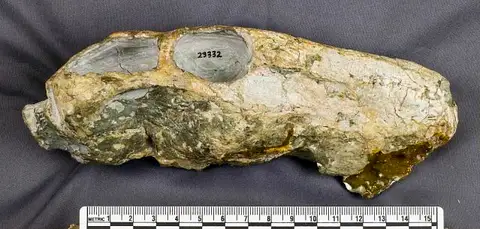 Dokumentasi USNM V23332 dengan identifikasi pada sumber Cyonosaurus longiceps. Isi dan label gambar dipertahankan.