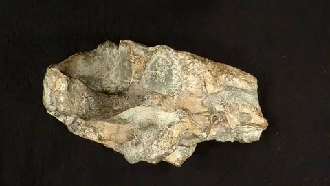 Dokumentasi USNM PAL412381 dengan identifikasi pada sumber Lycaenops ornatus. Isi dan label gambar dipertahankan.