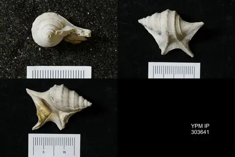 Dokumentasi YPM IP 303641 dengan identifikasi pada sumber Aporrhais uttingeriana. Isi dan label gambar dipertahankan.