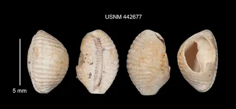 Dokumentasi USNM PAL442677 dengan identifikasi pada sumber Dolichupis clypeus. Isi dan label gambar dipertahankan.
