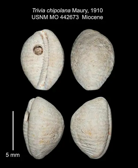 Dokumentasi USNM PAL442673 dengan identifikasi pada sumber Trivia chipolana. Isi dan label gambar dipertahankan.