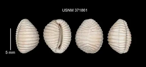 Dokumentasi USNM MO371861 dengan identifikasi pada sumber Trivia vaughani. Isi dan label gambar dipertahankan.