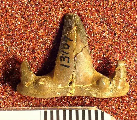 Dokumentasi USNM V13107 dengan identifikasi pada sumber Cladodus bellifer. Isi dan label gambar dipertahankan.