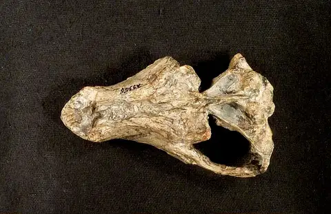 Dokumentasi USNM V23355 dengan identifikasi pada sumber Theriognathus microps. Isi dan label gambar dipertahankan.