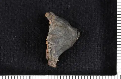 Dokumentasi USNM S4759 dengan identifikasi pada sumber Anthracocrinus primitivus. Isi dan label gambar dipertahankan.