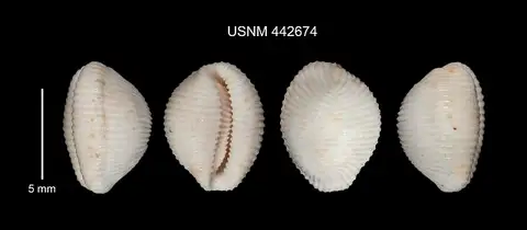 Dokumentasi USNM PAL442674 dengan identifikasi pada sumber Trivia juliae. Isi dan label gambar dipertahankan.