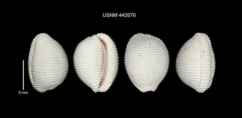 Dokumentasi USNM PAL442676 dengan identifikasi pada sumber Trivia capillata. Isi dan label gambar dipertahankan.
