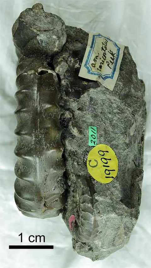 Dokumentasi PI C 19197 dengan identifikasi pada sumber Echioceras raricostatum. Isi dan label gambar dipertahankan.