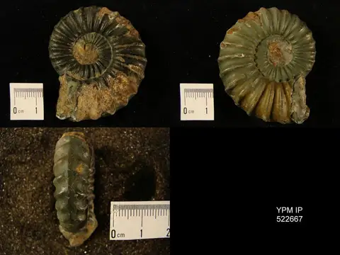 Dokumentasi YPM IP 522667 dengan identifikasi pada sumber Aegasteroceras sagittarium. Isi dan label gambar dipertahankan.