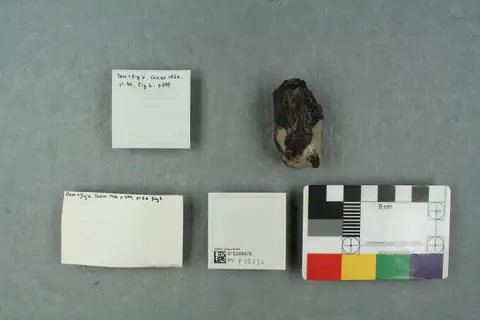 Dokumentasi PV P 33536 dengan identifikasi pada sumber Enniskillenus radiatus. Isi dan label gambar dipertahankan.