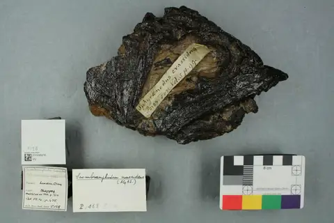 Dokumentasi PV P 158 dengan identifikasi pada sumber Scombramphodon crassidens. Isi dan label gambar dipertahankan.