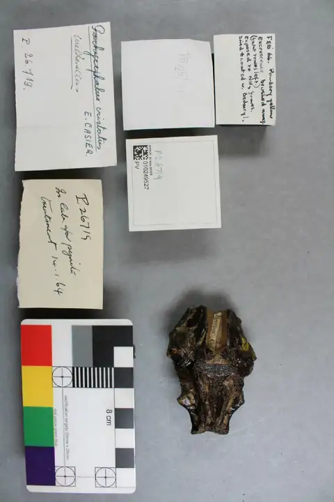 Dokumentasi PV P 26719 dengan identifikasi pada sumber Wetherellus cristatus. Isi dan label gambar dipertahankan.