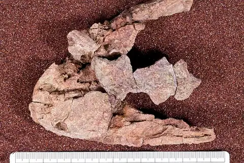 Dokumentasi USNM PAL544065 dengan identifikasi pada sumber Parioxys ferricolus. Isi dan label gambar dipertahankan.