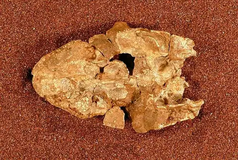 Dokumentasi USNM PAL406323 dengan identifikasi pada sumber Aspidosaurus chiton. Isi dan label gambar dipertahankan.