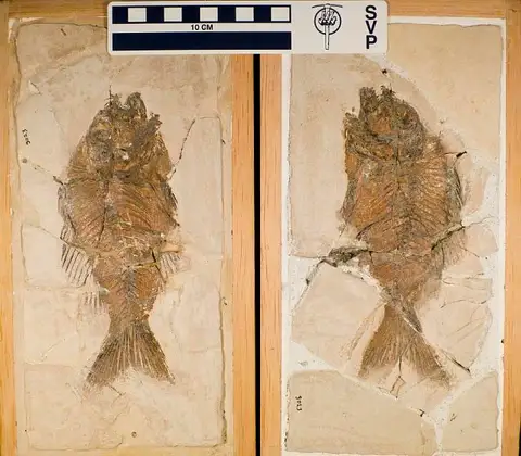 Dokumentasi USNM V3023 dengan identifikasi pada sumber Sparnodus vulgaris. Isi dan label gambar dipertahankan.