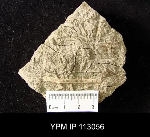 Dokumentasi YPM IP 113056 dengan identifikasi pada sumber Heterocrinus simplex. Isi dan label gambar dipertahankan.