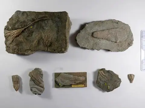 Dokumentasi USNM S2243 dengan identifikasi pada sumber Cupulocrinus humilis. Isi dan label gambar dipertahankan.