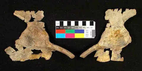 Dokumentasi USNM PAL437710 dengan identifikasi pada sumber Ctenorhachis jacksoni. Isi dan label gambar dipertahankan.