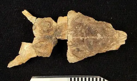 Dokumentasi USNM V25826 dengan identifikasi pada sumber Arpadosaurus gazinorum. Isi dan label gambar dipertahankan.
