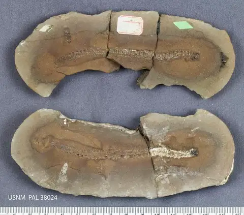 Dokumentasi USNM PAL38024 dengan identifikasi pada sumber Euphoberia simplex. Isi dan label gambar dipertahankan.