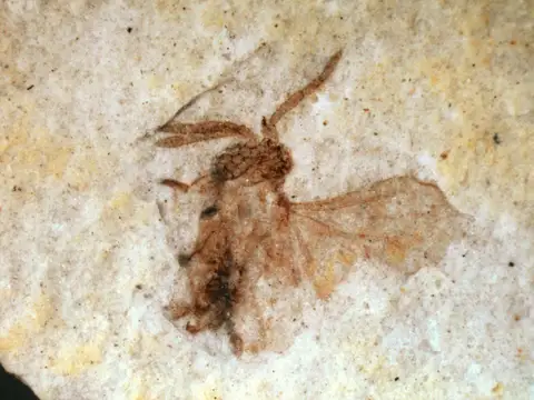 Dokumentasi YPM IP 389335 dengan identifikasi pada sumber Caenocholax barkleyi. Isi dan label gambar dipertahankan.