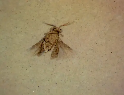 Dokumentasi YPM IP 320328 dengan identifikasi pada sumber Caenocholax palusaxus. Isi dan label gambar dipertahankan.
