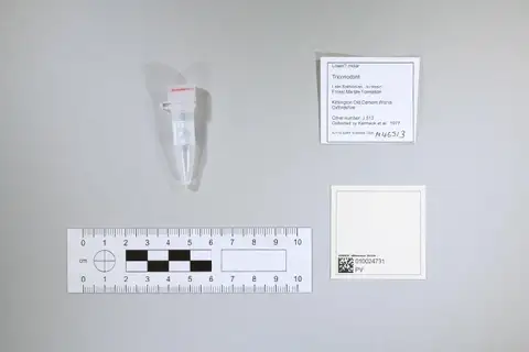 Dokumentasi PV M 46513 dengan identifikasi pada sumber Phascolotherium simpsoni. Isi dan label gambar dipertahankan.