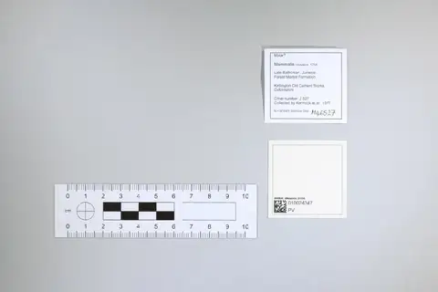 Dokumentasi PV M 46527 dengan identifikasi pada sumber Gobiconodon bathoniensis. Isi dan label gambar dipertahankan.