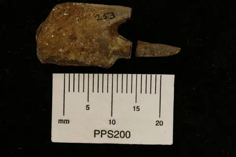 Dokumentasi YPM IP 458716 dengan identifikasi pada sumber Callianassa mortoni. Isi dan label gambar dipertahankan.