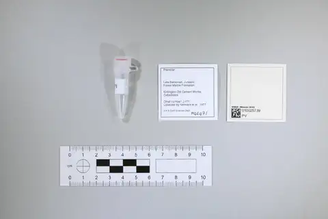 Dokumentasi PV M 64671 dengan identifikasi pada sumber Landenodon woutersi. Isi dan label gambar dipertahankan.