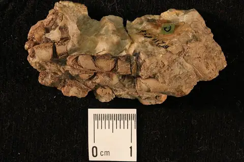 Dokumentasi YPM IP 025264 dengan identifikasi pada sumber Parafusulina wordensis. Isi dan label gambar dipertahankan.