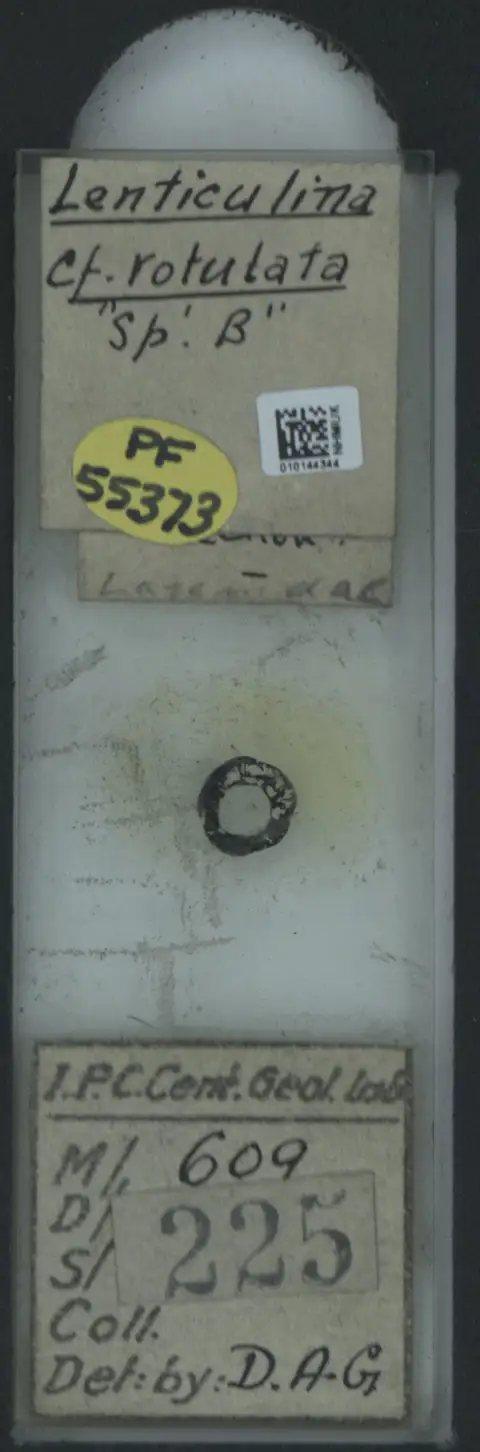Dokumentasi PM PF 55373 dengan identifikasi pada sumber Lenticulina rotulata. Isi dan label gambar dipertahankan.
