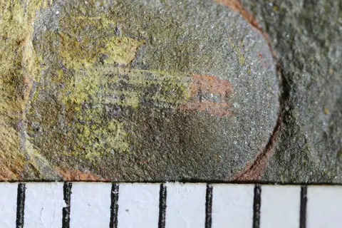 Dokumentasi YPM IP 237255 dengan identifikasi pada sumber Calvapilosa kroegeri. Isi dan label gambar dipertahankan.