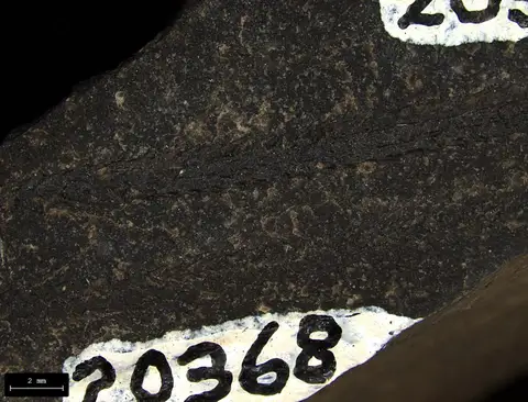 Dokumentasi YPM IP 020369 dengan identifikasi pada sumber Orthograptus quadrimucronatus. Isi dan label gambar dipertahankan.